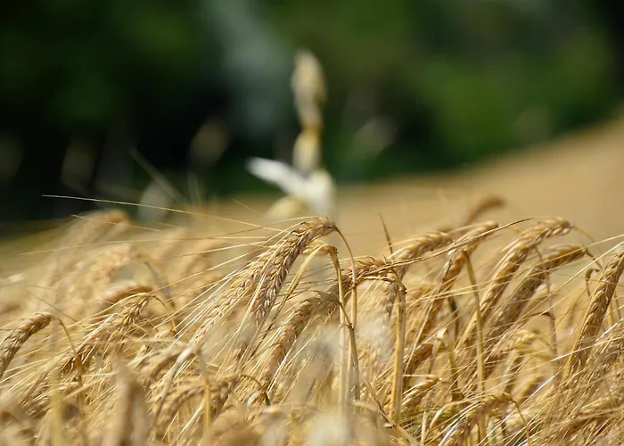 Landhaus Gasthaus, Am Dreienberg *